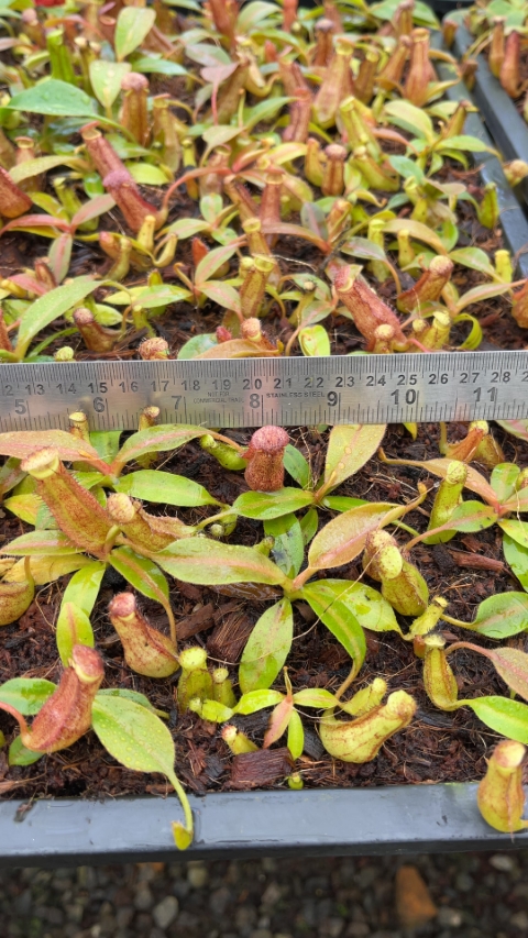 N. boschiana x klossii