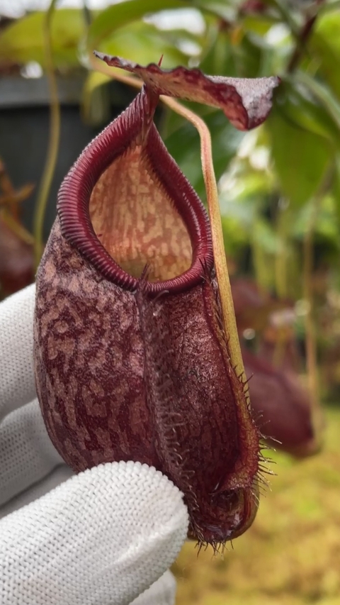 N. gymnamphora – squat form