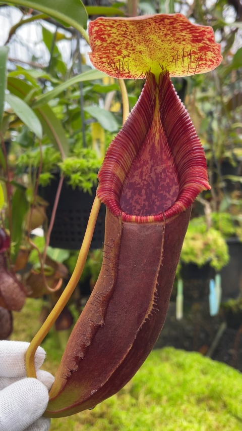 N. singalana x lowii – assorted clones