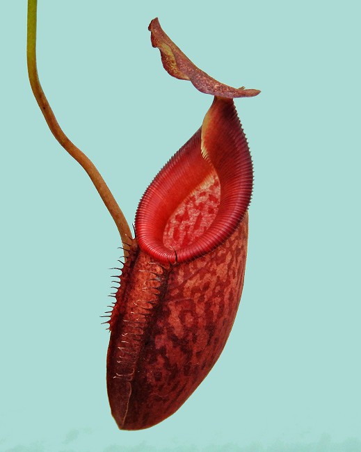 N. talangensis x (lowii x tentaculata) assorted clones