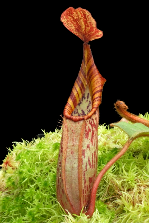 N. (veitchii x platychila) x veitchii – best selected clone