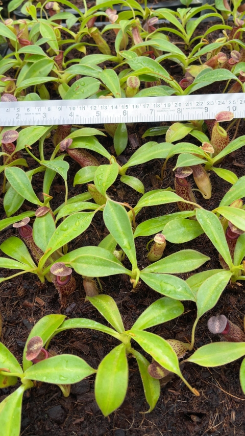 N. talangensis x zakriana