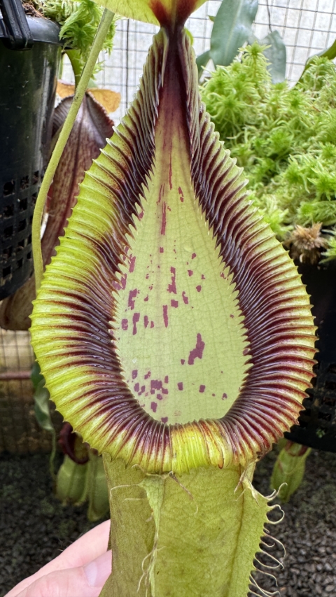 N. robcantleyi x hamata - assorted clones