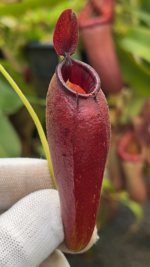 N. ampullaria x aristolochioides – selected red clones