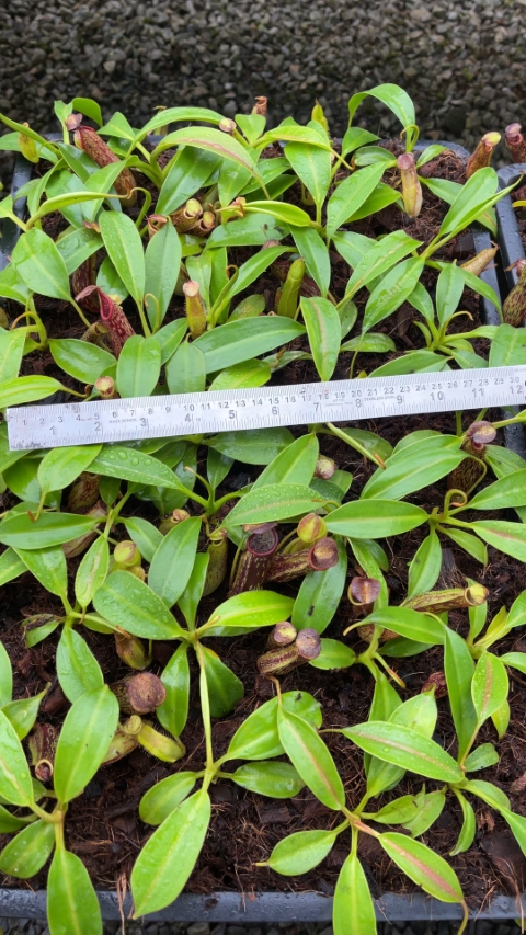N. copelandii - assorted clones