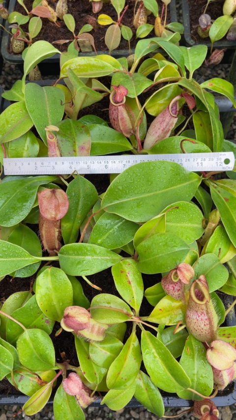 N. robcantleyi x merrilliana - assorted clones