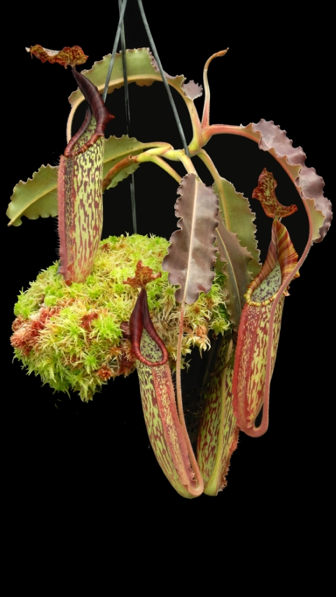 N. maxima - wavy leaf - clone #9