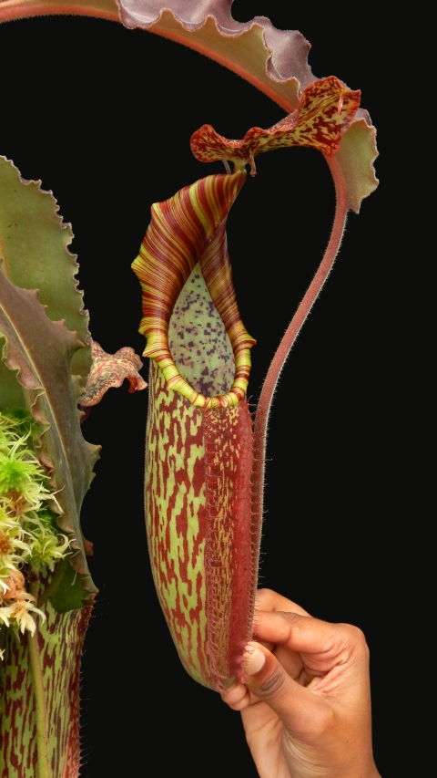 N. maxima - wavy leaf - clone #9