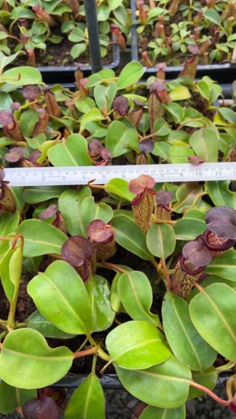 N. robcantleyi x klossii - assorted clones