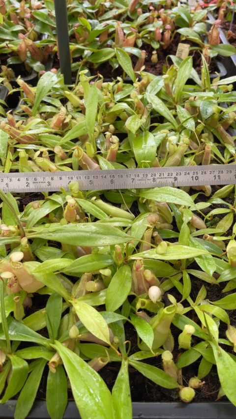 N. spectabilis x ‘Viking’ - assorted clones