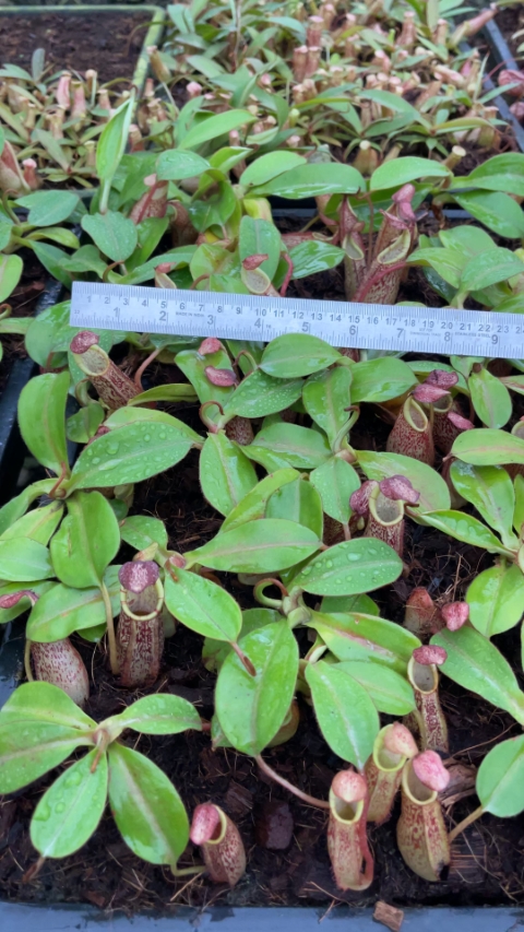 WIP N. spectabilis x veitchii - assorted clones