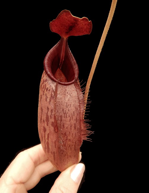 N. (veitchii x lowii) x aristolochioides - assorted clones