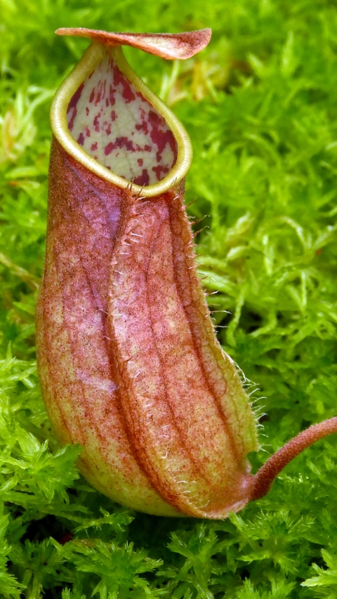 N. tomoriana - assorted clones