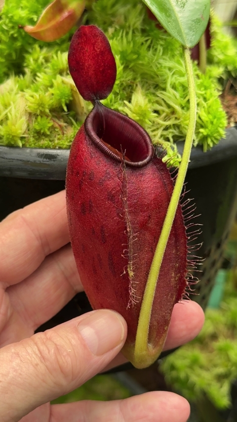 N. ampullaria x aristolochioides – selected red clones