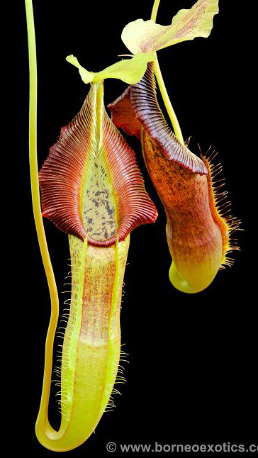 N. singalana - Belirang - best selected clone