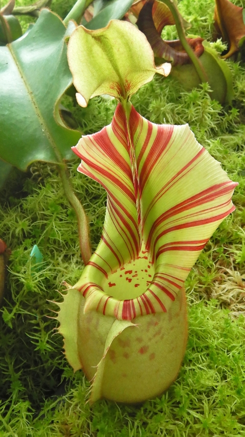 N. veitchii - Bario Highland - grex # 2