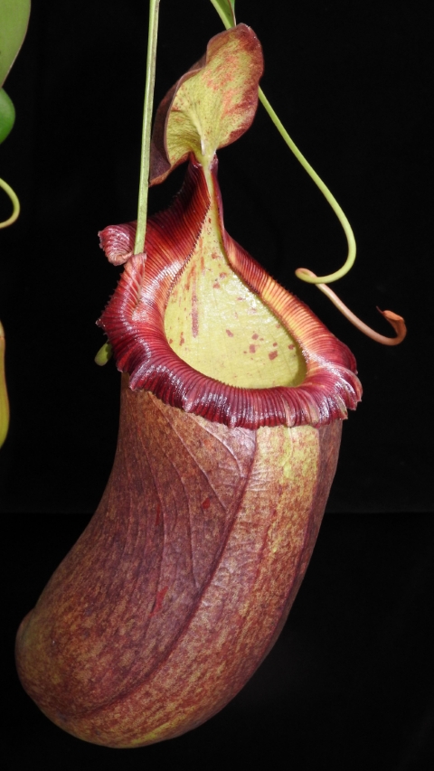 N. robcantleyi x (sibuyanensis x ventricosa)