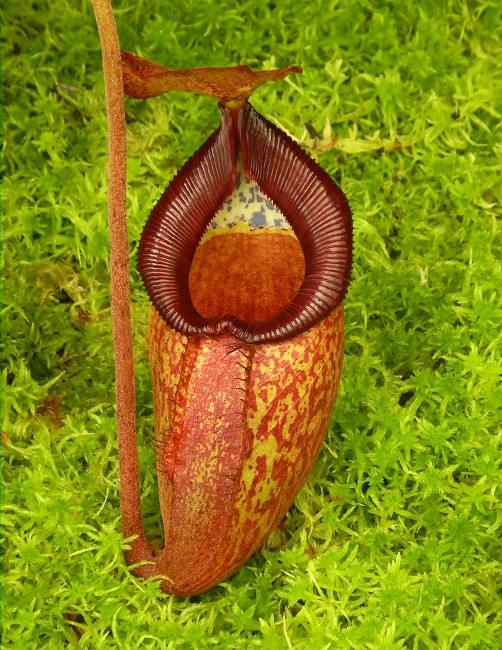 N. petiolata x talangensis - selected clone