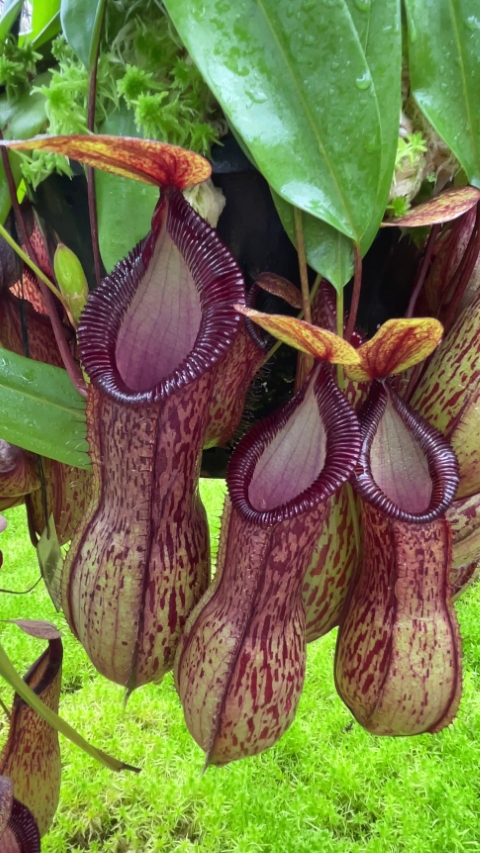 N. burkei x hamata – assorted clones