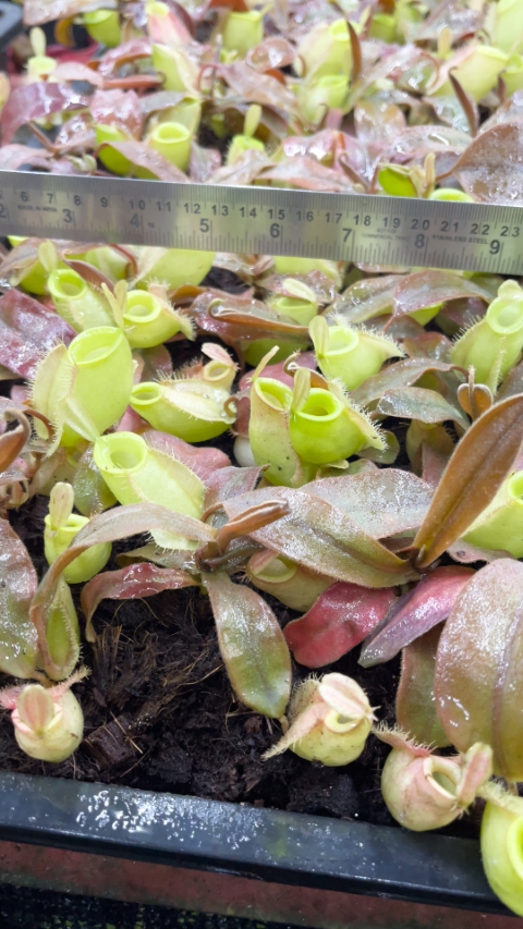 N. ampullaria - Papua intermediate