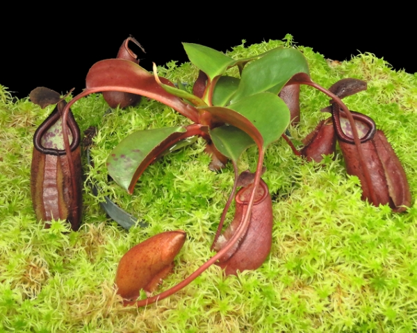 N. robcantleyi x palawanensis