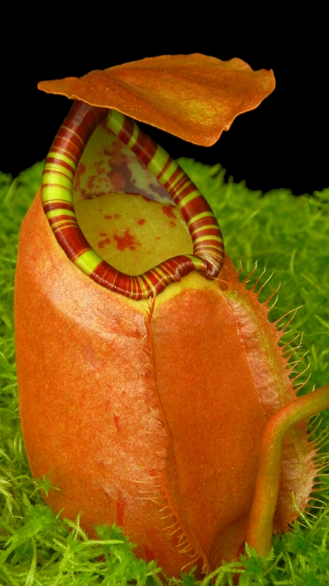 N. sumatrana - assorted clones