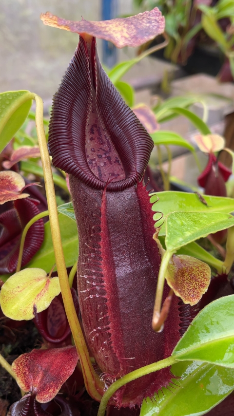 N. spathulata x singalana – assorted clones