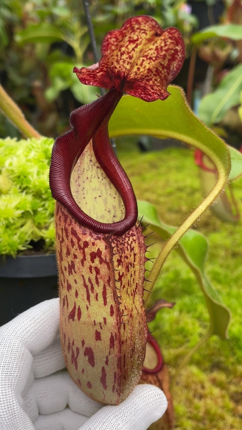 N. klossii x veitchii