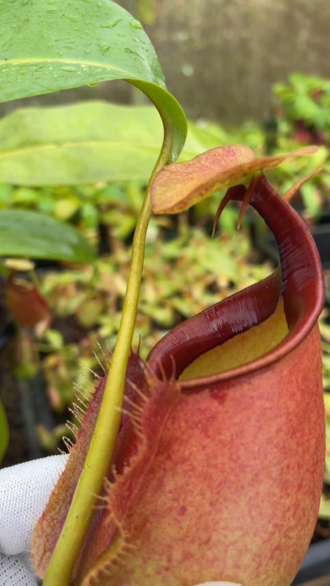 N. bicalcarata - Brunei red-flush - selected clone