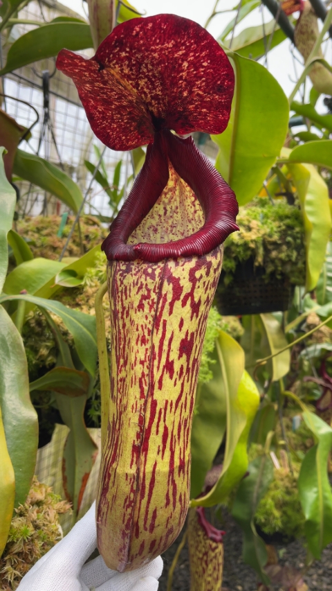 N. boschiana x klossii