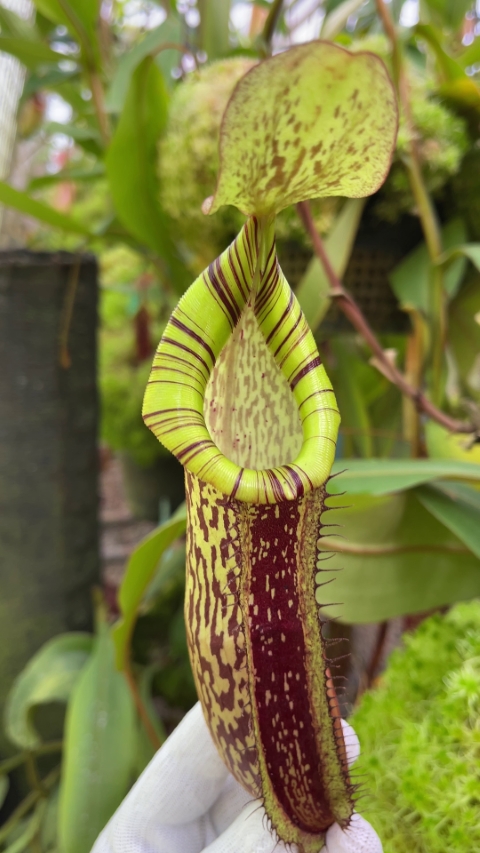 N. spectabilis x platychila – best selected clone