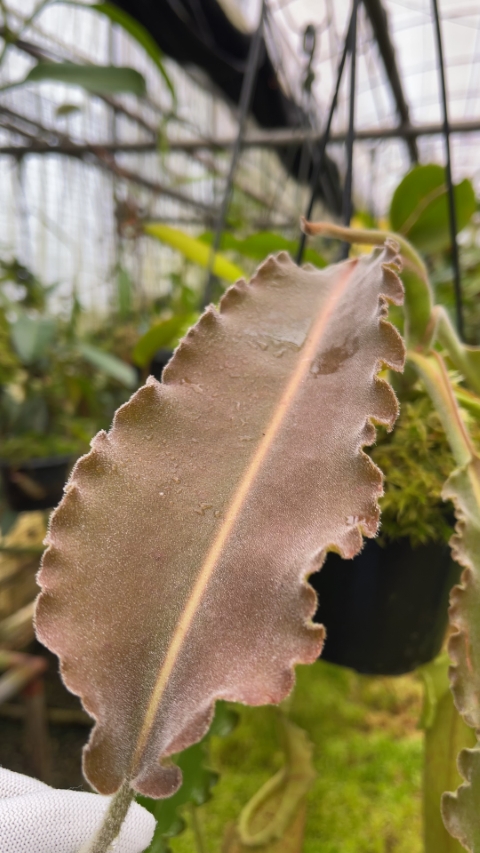 N. maxima - Sulawesi wavy-leaf – assorted clones