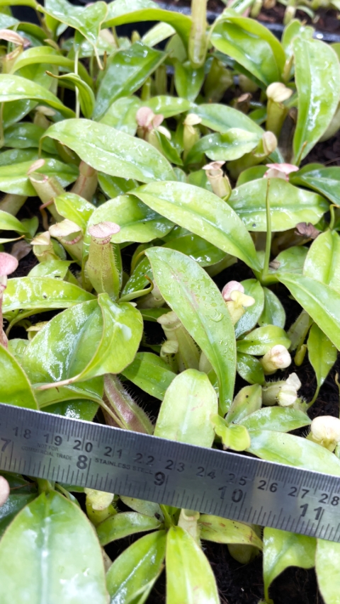 N. sumatrana - assorted clones