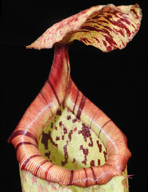 N. burbidgeae x sibuyanensis - assorted clones