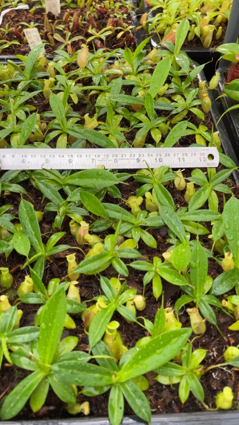 N. merrilliana x glabrata ' selected clone