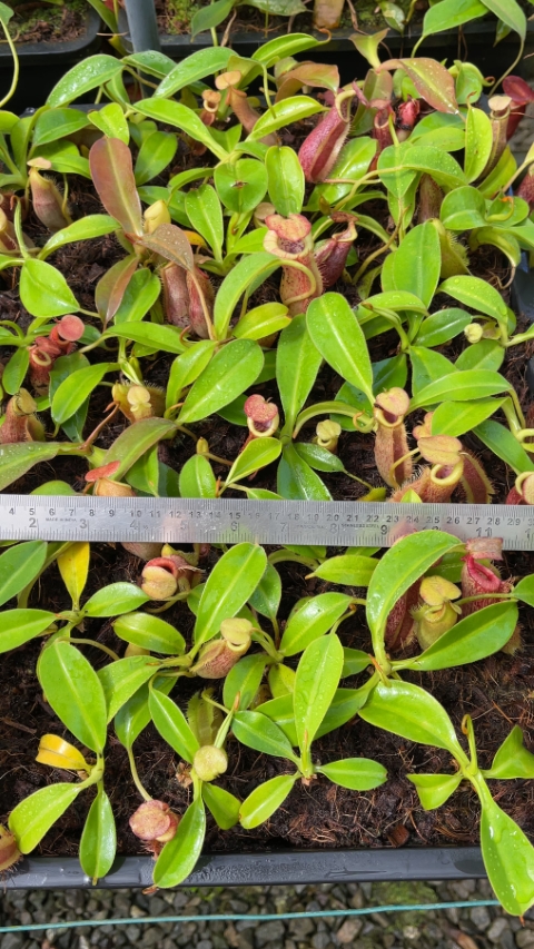 N. spathulata x (burbidgeae x edwardsiana)