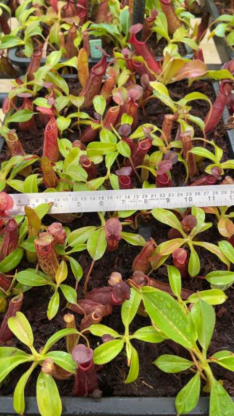 N. (veitchii x lowii) x samudera - assorted clones