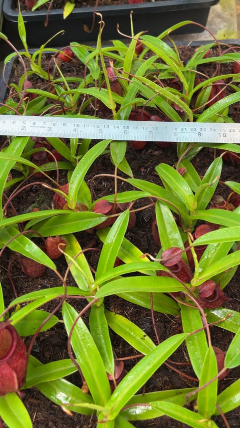 N. aristolochioides x diabolica - assorted clones from cuttings
