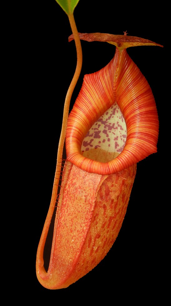 N. petiolata x flava – assorted clones