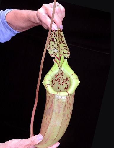 N. burbidgeae x sibuyanensis - assorted clones