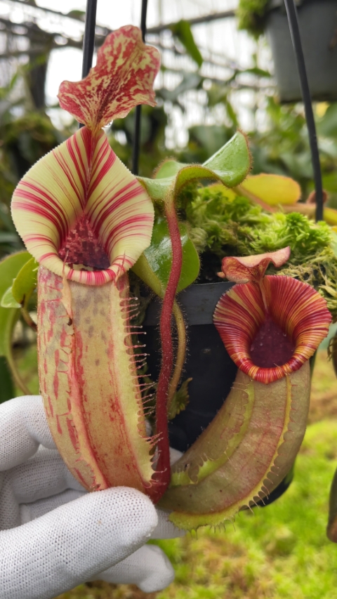 N. (veitchii x lowii) x veitchii