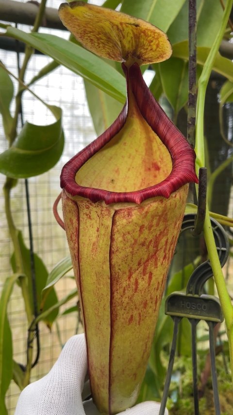 N. (veitchii x lowii) x samudera - assorted clones