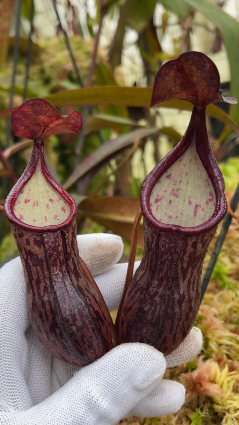 N. ceciliae - assorted clones