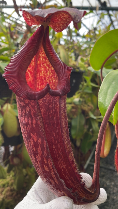 N. maxima x ‘trusmadiensis’ - selected clones