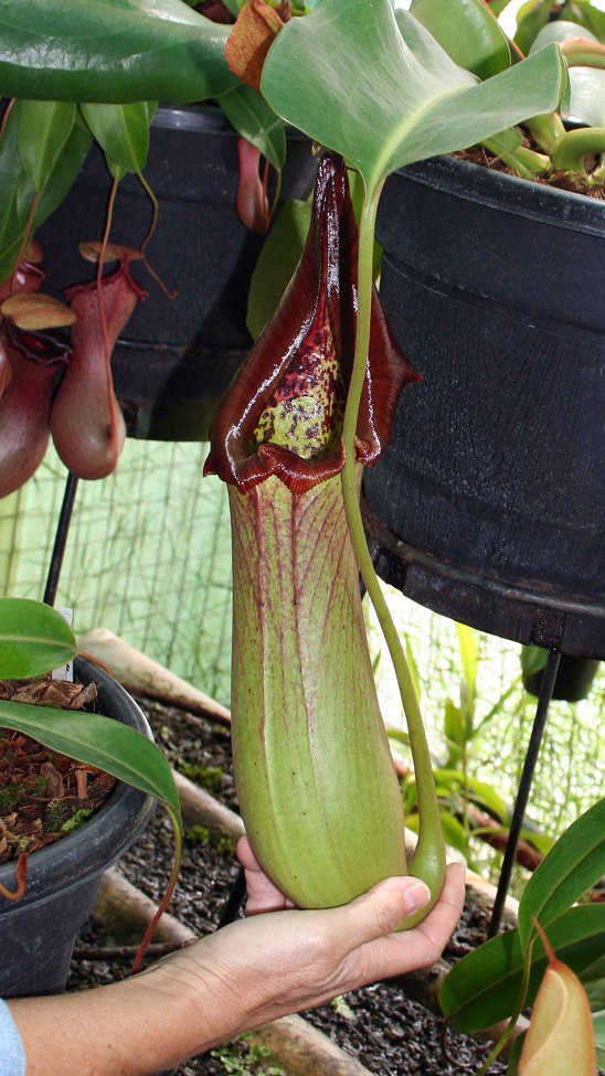 N. truncata – Pasian Highland