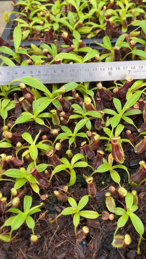 N. spathulata x singalana – assorted clones