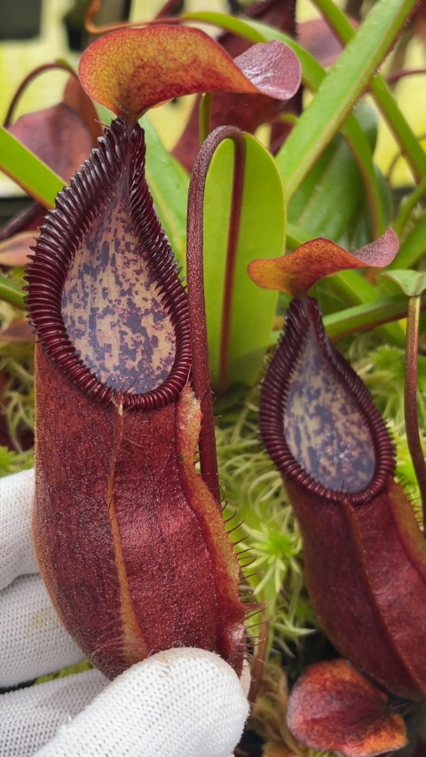 N. singalana x diabolica – assorted clones from cuttings