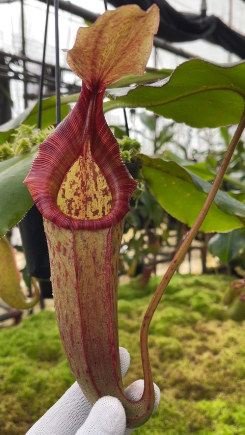 N. rajah x (chaniana x veitchii)