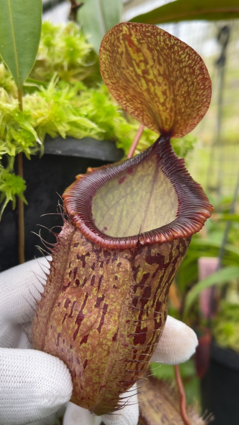 Nepenthes hamata x tenuis – assorted clones