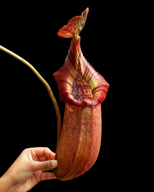 N. robcantleyi x (burbidgeae x edwardsiana) – assorted clones